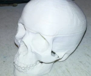 Sliced Human Skull With Mandible And Teeth 3D Models