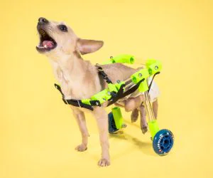 Figo Rear Support Pet Wheelchair 3D Models