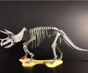 Triceratops Prorsus Skeleton 3D Models