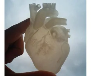 Anatomical Heart 3D Models