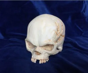 Fantasy Skull With Secret Compartment 3D Models