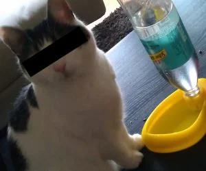 Cat Drinking Pond 3D Models