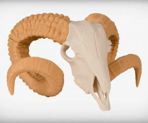 Ram Skull 3D Models