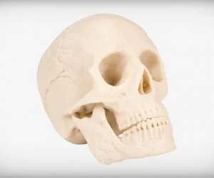 Human Skull 3D Models