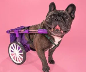 Figo Dog Wheelchair 3D Models