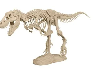 Trex Skeleton 3D Models