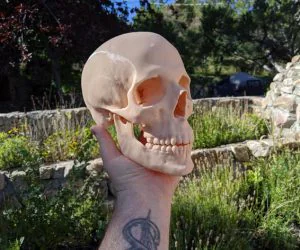 Human Skull Medical Scan 3D Models