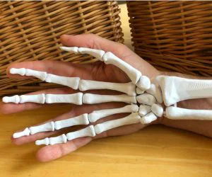 Full Size Anatomically Correct Human Hand Model 3D Models