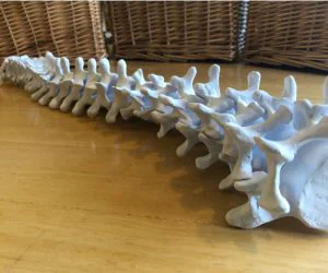 Fullsized Anatomically Correct Articulating Spine 3D Models