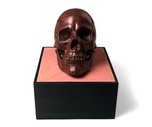 Anatomical Human Male Skullupdated 1172020 3D Models