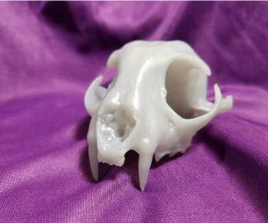 Real Bobcat Original Skull Scan Nextengine 3D Models
