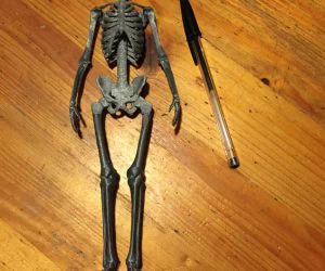 Human Skeleton 3D Models