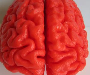 Human Brain Full Scale 3D Models