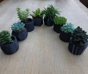 Succulent Plant Pots 3D Models