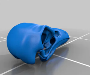 Raven Skull 3D Models