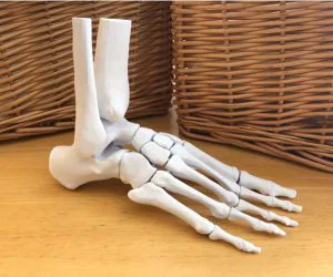 Full Size Anatomically Correct Human Foot Model 3D Models