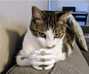 Kitty Hands 3D Models