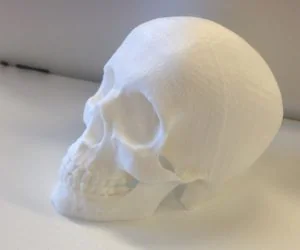 Reoriented Skull For Supportless Printing 3D Models