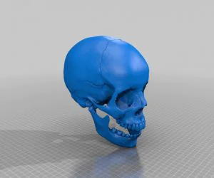 Human Skull Anatomically Correct And Printer Friendly Updated With Jaw 3D Models
