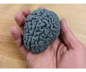 Human Brain 3D Models
