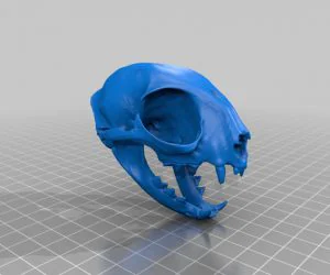 Domestic Cat Skull 3D Models