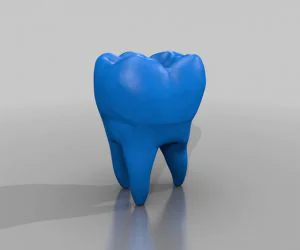 Human Tooth Model 3D Models