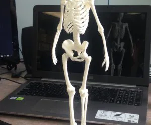 Human Skeleton 3D Models
