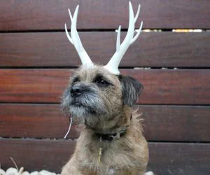Wearable Reindeer Antlers 3D Models