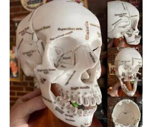 Annotated Anatomical Human Skull In 18 Pieces Magnetically Assembled. 3D Models