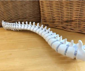 Flexible Threequarter Spine Model With Display Stand 3D Models