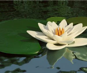 Lotus Flower Water Lily With Leaves 3D Models