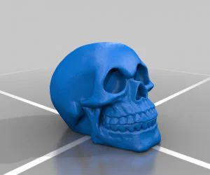 Skull Para David 3D Models