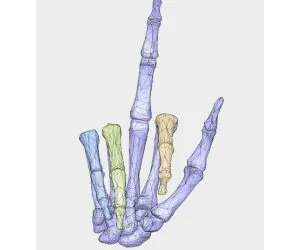Skull Hand F You 3D Models