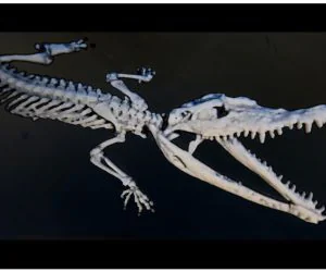 Crocodylus 3D 3D Models