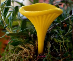 Fungus For Toasterboy 3D Models