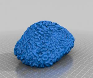 Brain Coral 3D Models