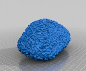Brain Coral With Multiscan 3D Models