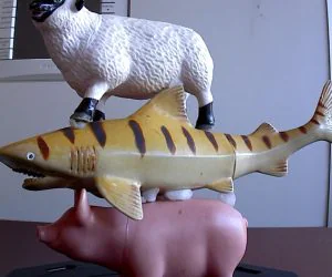 Sheep Shark Pig 3D Models