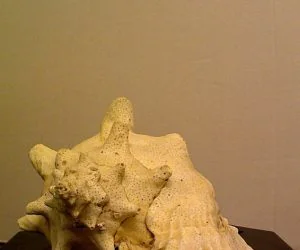 Conch Shell Gastropod 3D Models