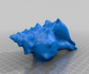 Seashell 3D Models