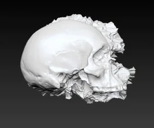 Homo Sapiens 3D Models