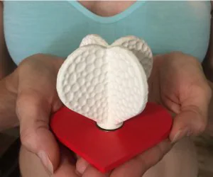 Heart Standard 3D Models