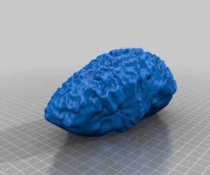 Brain Coral 20131031 12.26 Am 3D Models