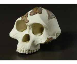 Australopithecus Skull 3D Models