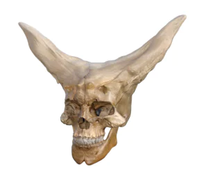 Strange Skull 3D Models