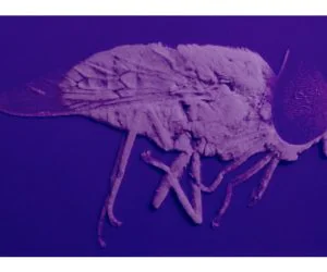 Insecto 3D 3D Models