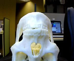 Skull 3D Models