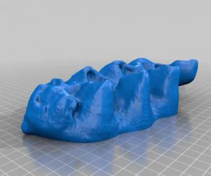 Mastodon Tooth 3D Models